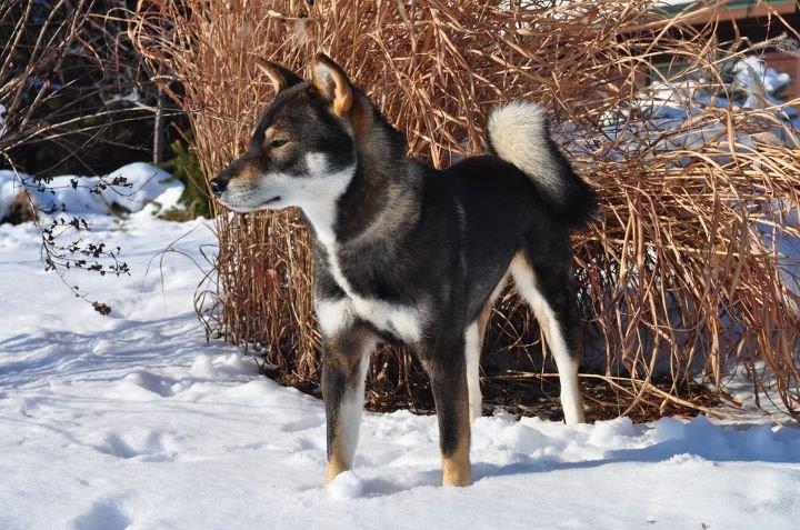 a black and tan shikoku standing in snow infront of tall dead grass