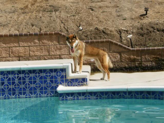 red sesame male shikoku standing on a step by a swimming pool