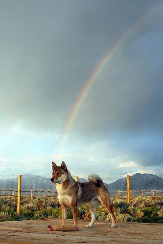 a shikoku standing in a yard with a rainbow in the shy behind the dog