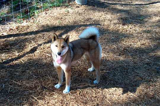 female shikoku standing in an exercise yard