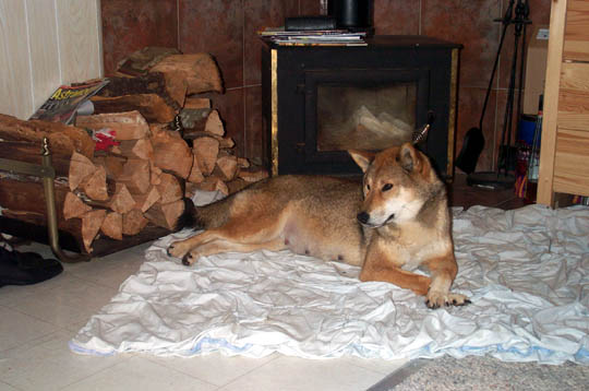pregnant red sesame female lying in front of a fireplace with her front paws crossed
