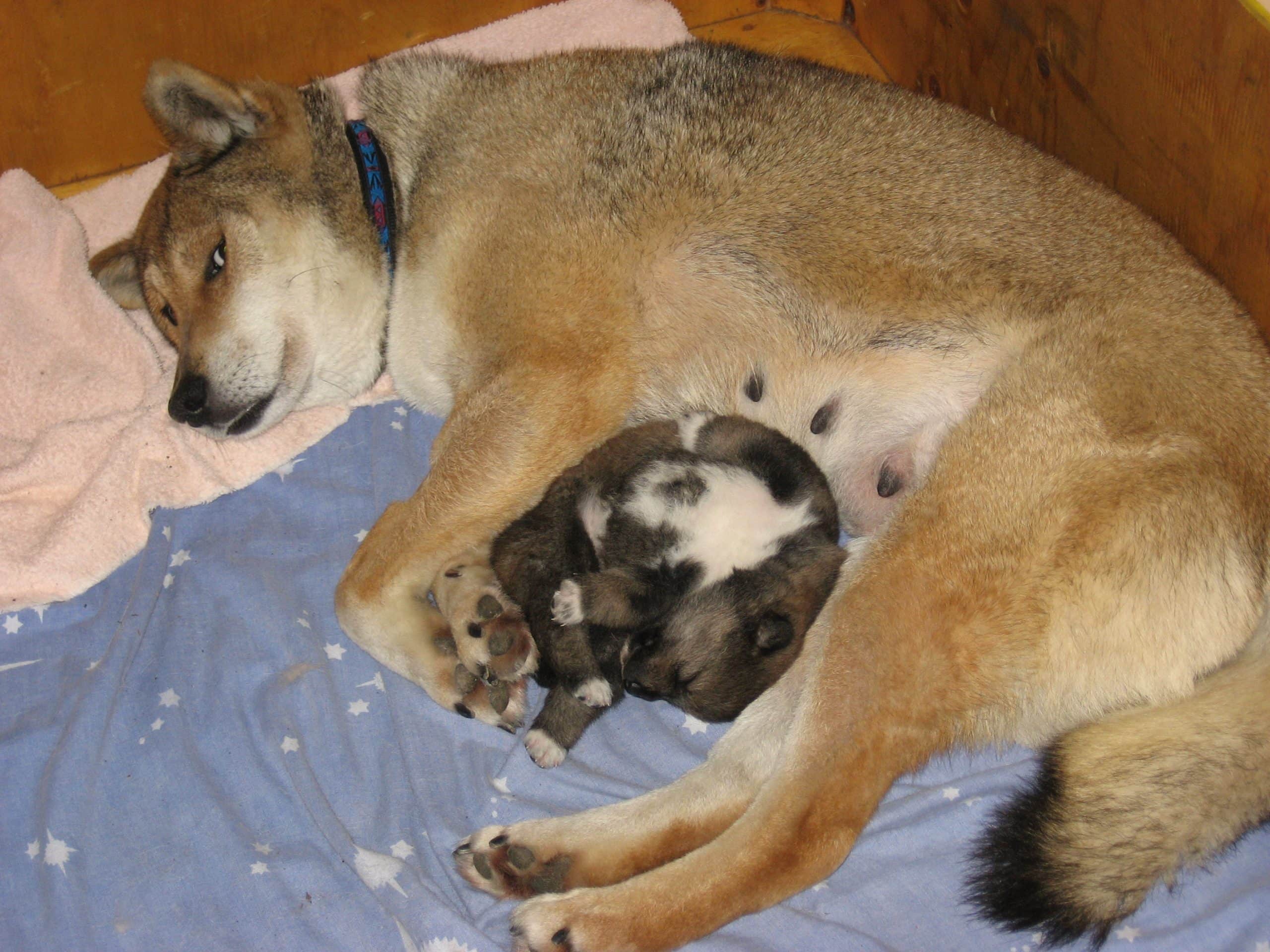 female shikoku lying on a blue blanket with a puppy