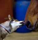 shikoku licking a horse on the nose