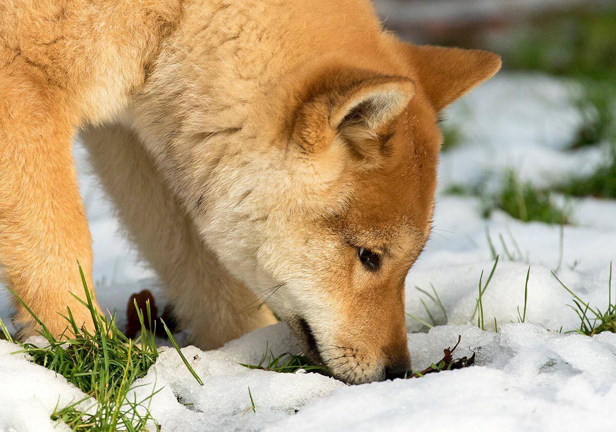 red sesame shikoku male puppy sniffing snow covered ground