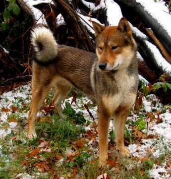Red sesame shikoku male standing in a yard covered lightly with snow