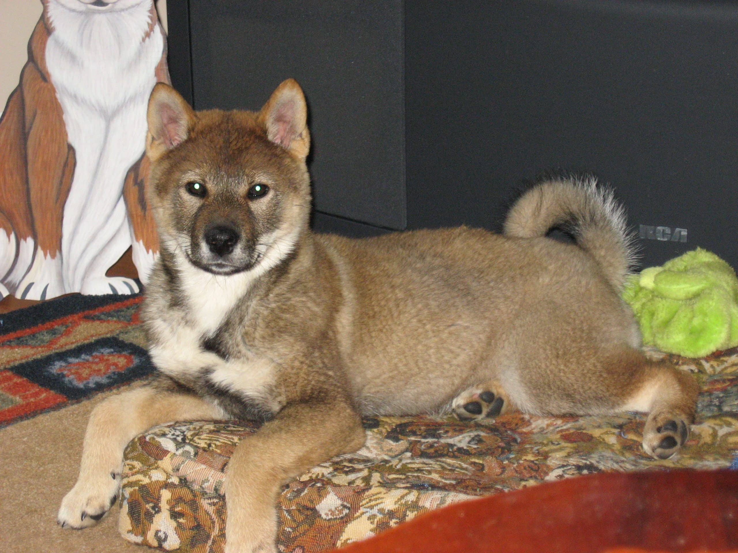 3 month old Shikoku feamle lying on the floor