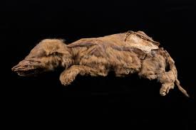 50,000 year old mummified body of a Wolf puppy